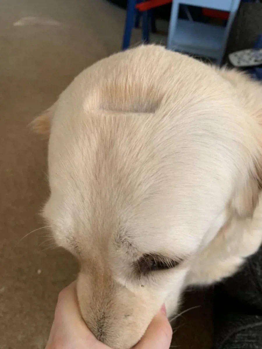 미용할 때 갑자기 움직인 댕댕이.jpg