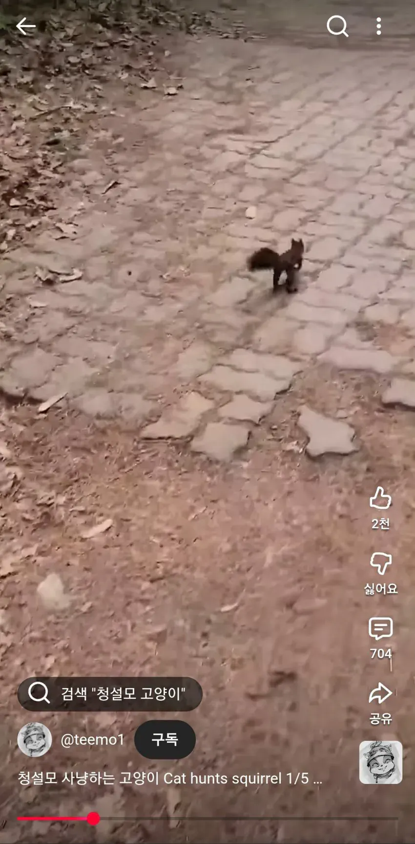 요즘 다람이랑 청설모가 잘안보이는 이유