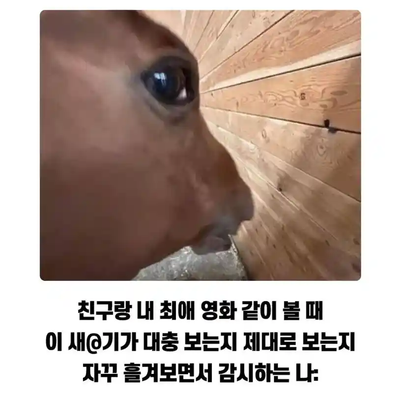 친구랑 내가 추천한 최애영화 같이 볼 때...jpg