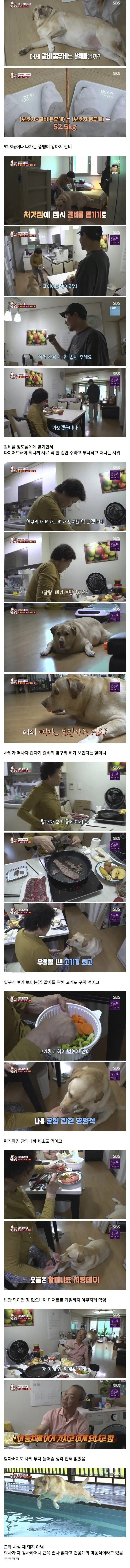 할머니한테 챱츄를 맡기면 안되는 이유