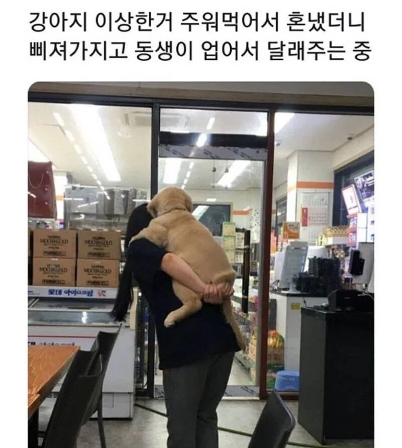 맘 상한 강아지 달래는 법