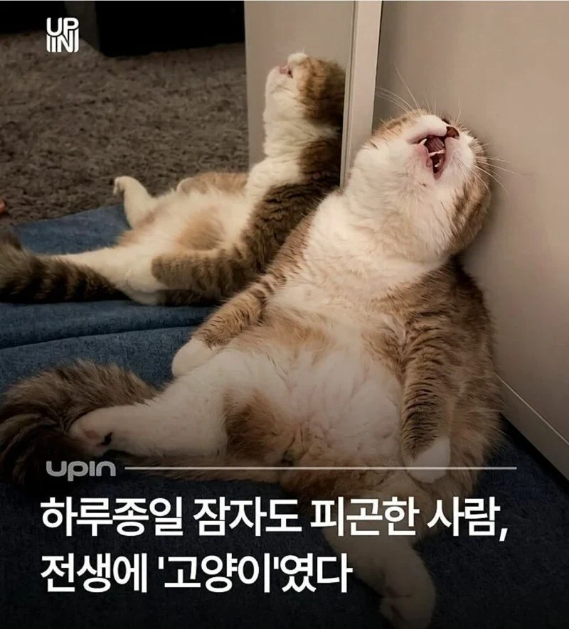 하루종일 자도 피곤한 이유.jpg