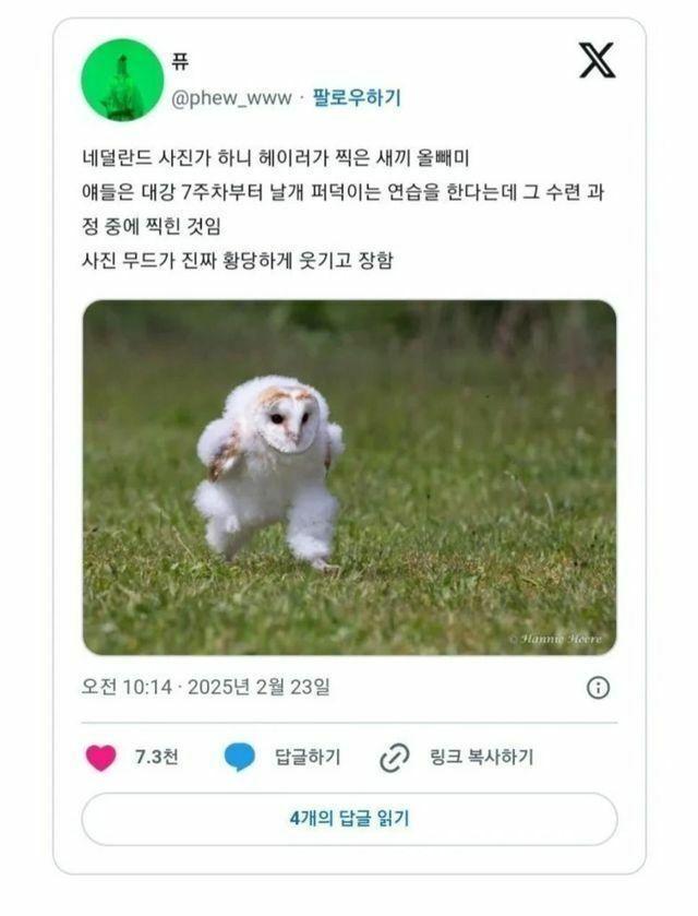 수련 중인 올빼미