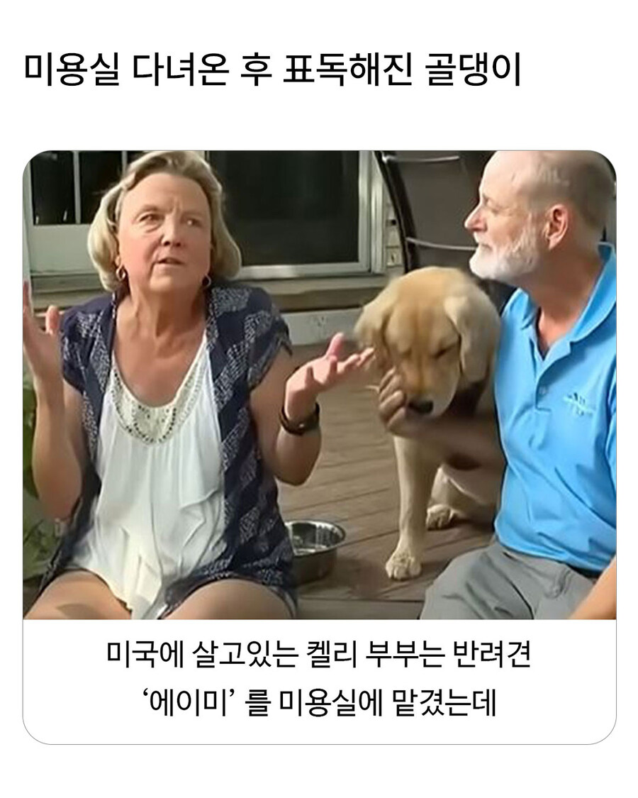 미용실 다녀온 후 표독해진 골든리트리버