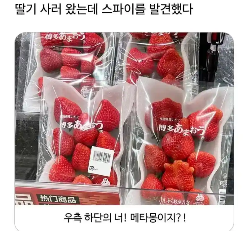 딸기 사러 왔는데 스파이를 발견했다