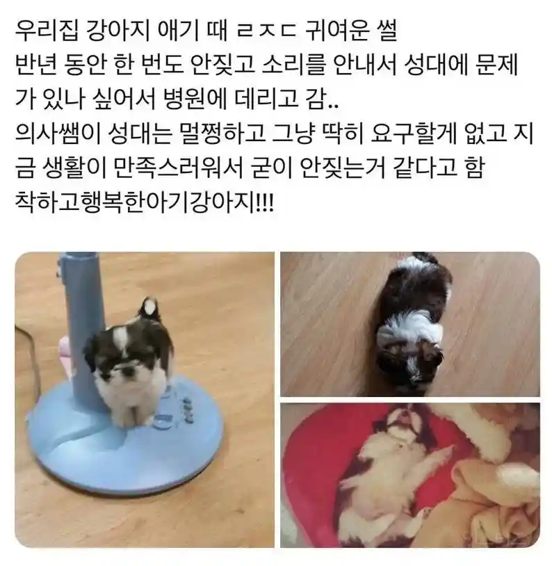 강아지가 6개월 동안 안짖은 이유