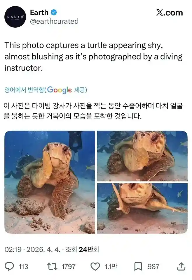 해외 반응 난리난 바다거북 사진