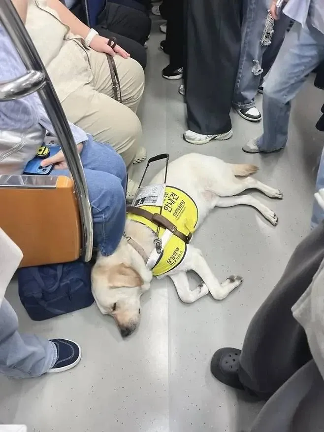 출근길 지하철이 훈훈해진 이유