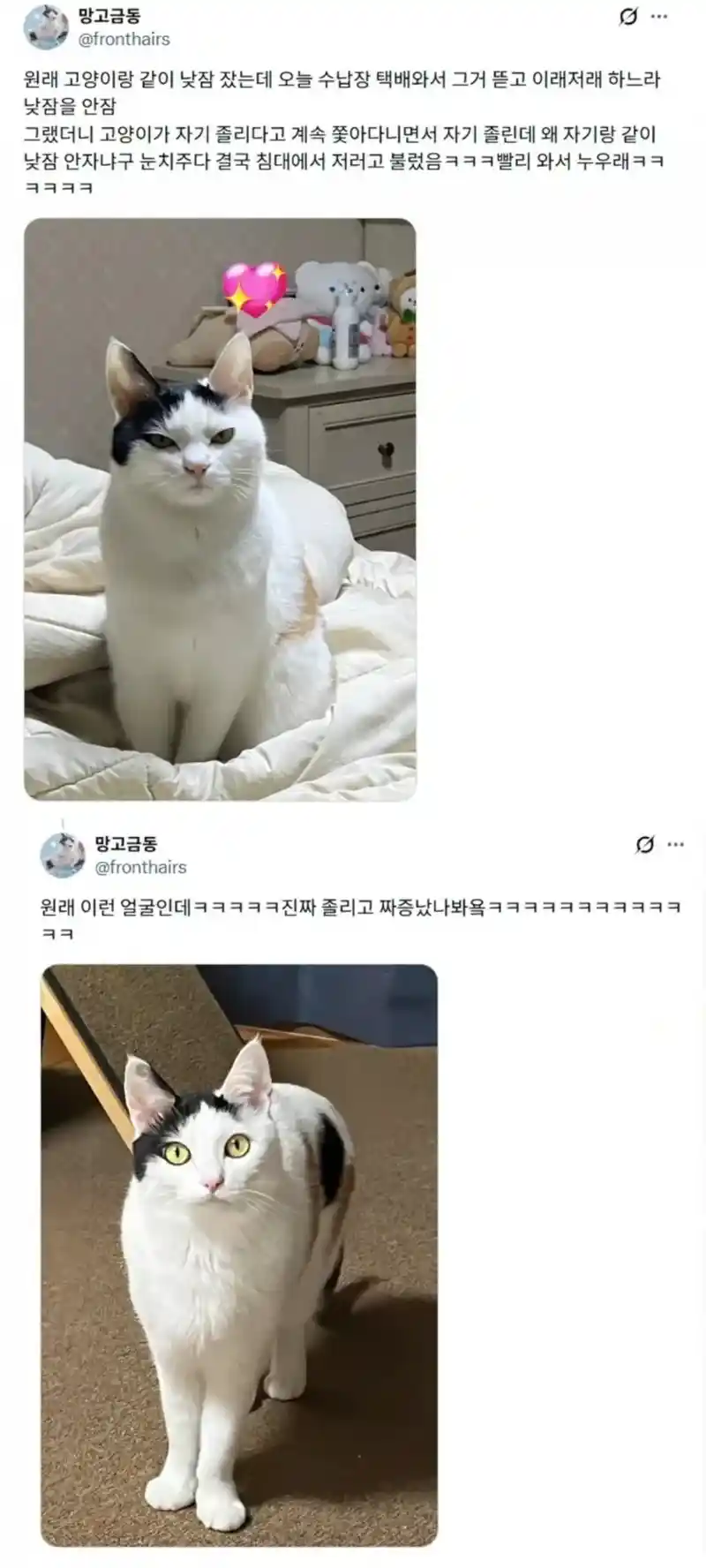 루틴 깨져서 화난 고양이