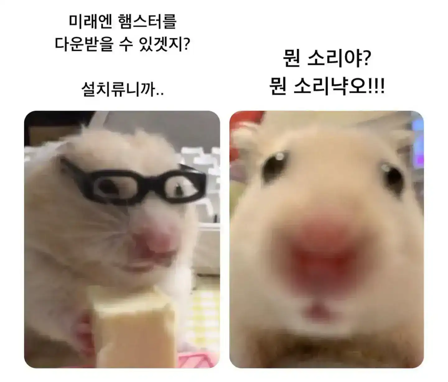 미래엔 햄스터를 다운받을수있겠지?