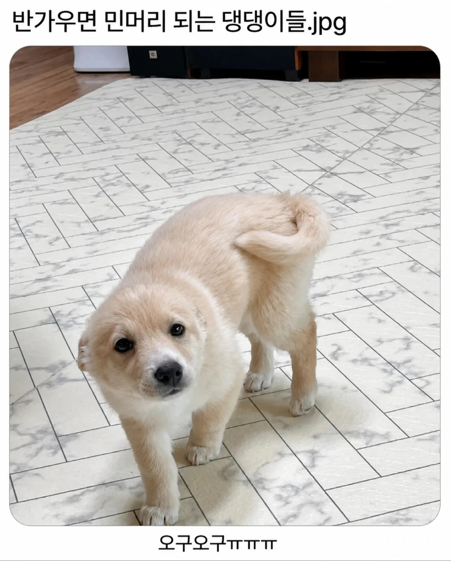 반가우면 민머리되는 댕댕이들