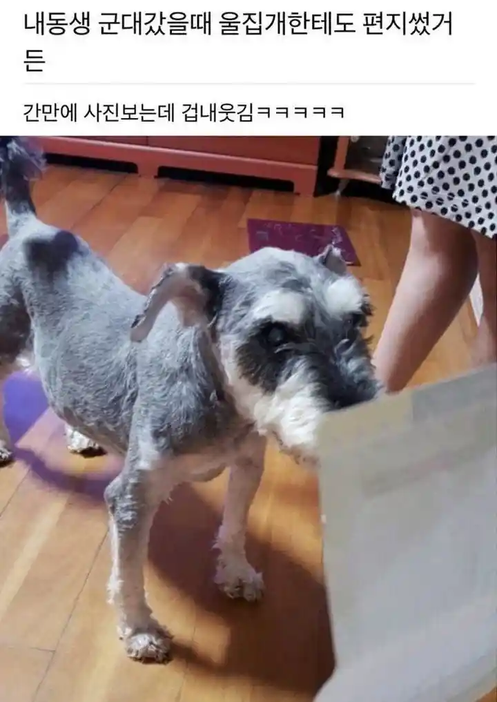 군대가서 자기 개한테 편지보낸 동생.jpg