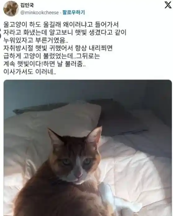 고양이가 하도 울길래 왜 이러나 했더니
