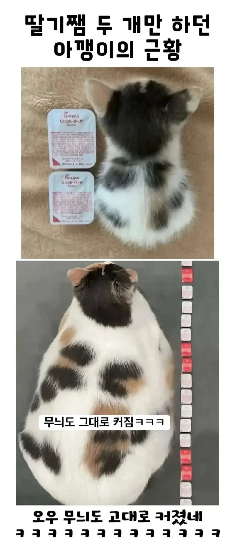 딸기잼 두 개 크기의 아깽이 근황