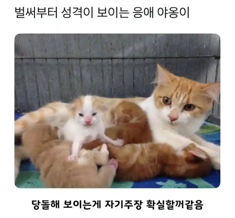 태어나자마자 성격 보이는 고양이