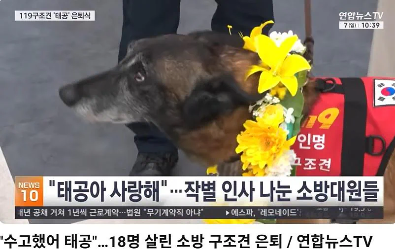 18명 살린 인도적인 소방 구조견 태공이 은퇴