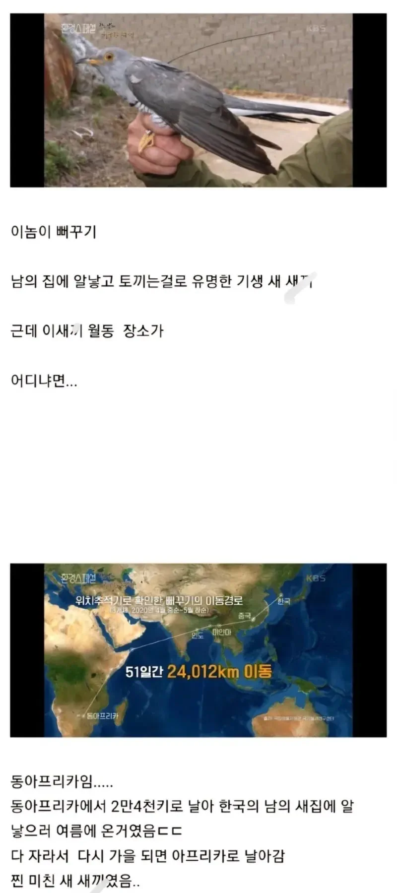 뻐꾸기가 엄청난 조류인 이유