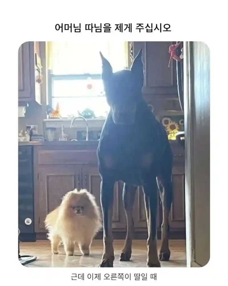 아버님! 따님을 제게 주십시오!