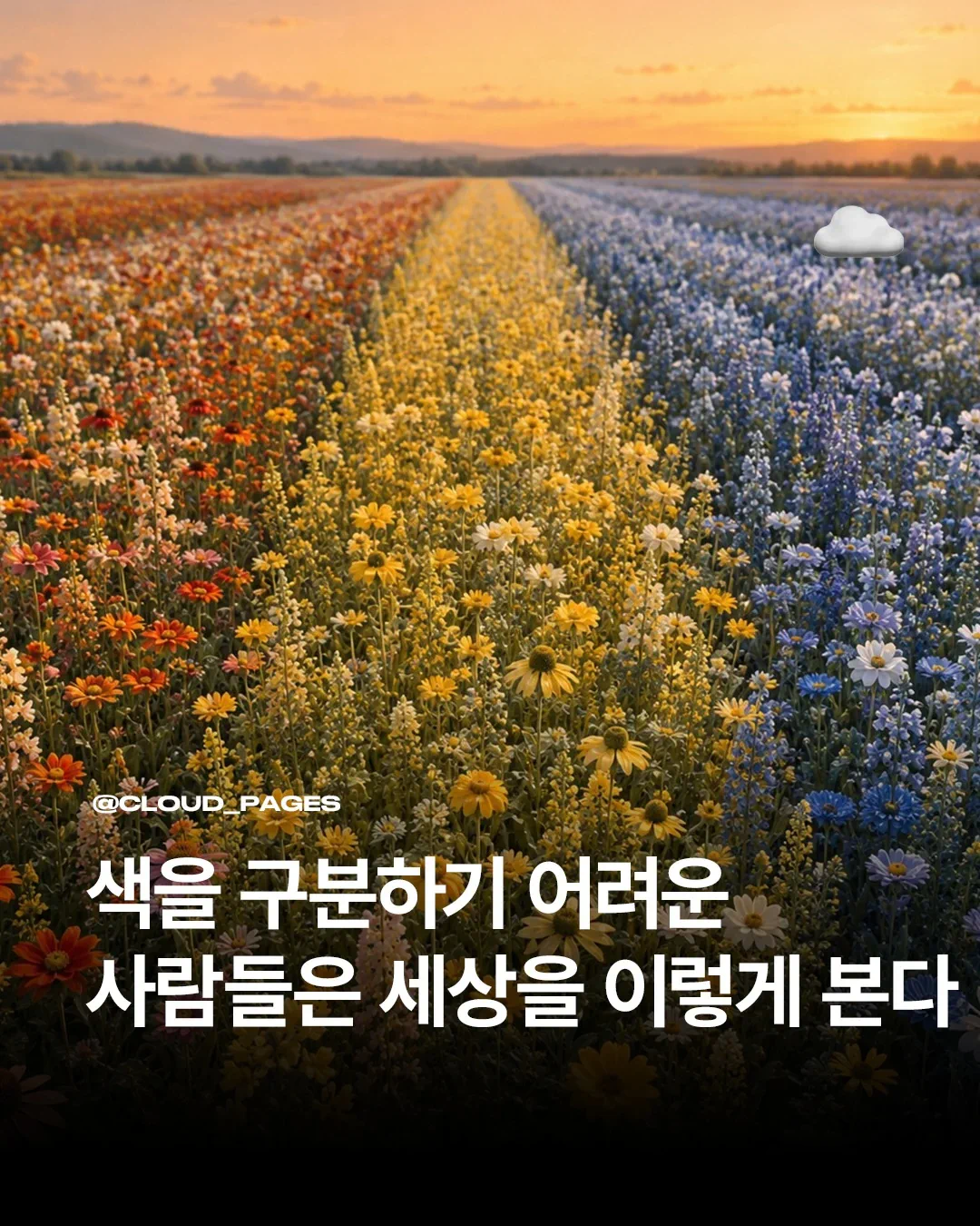 색을 구분하기 어려운 사람들은 이렇게 세상을 본다