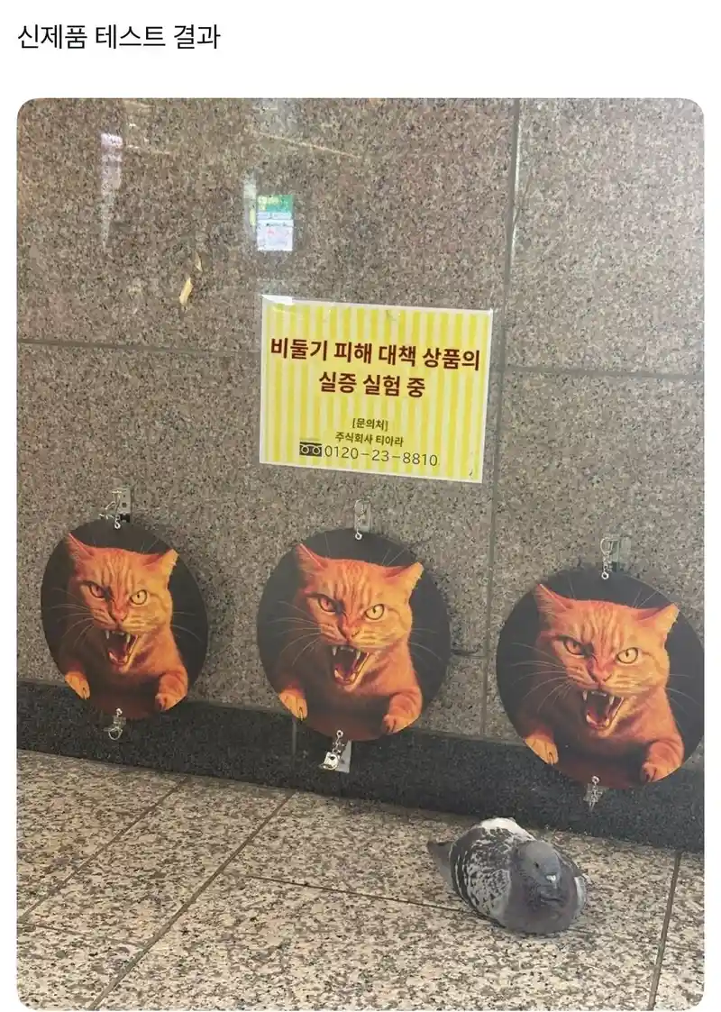 비둘기 피해 대책 신제품 테스트 결과