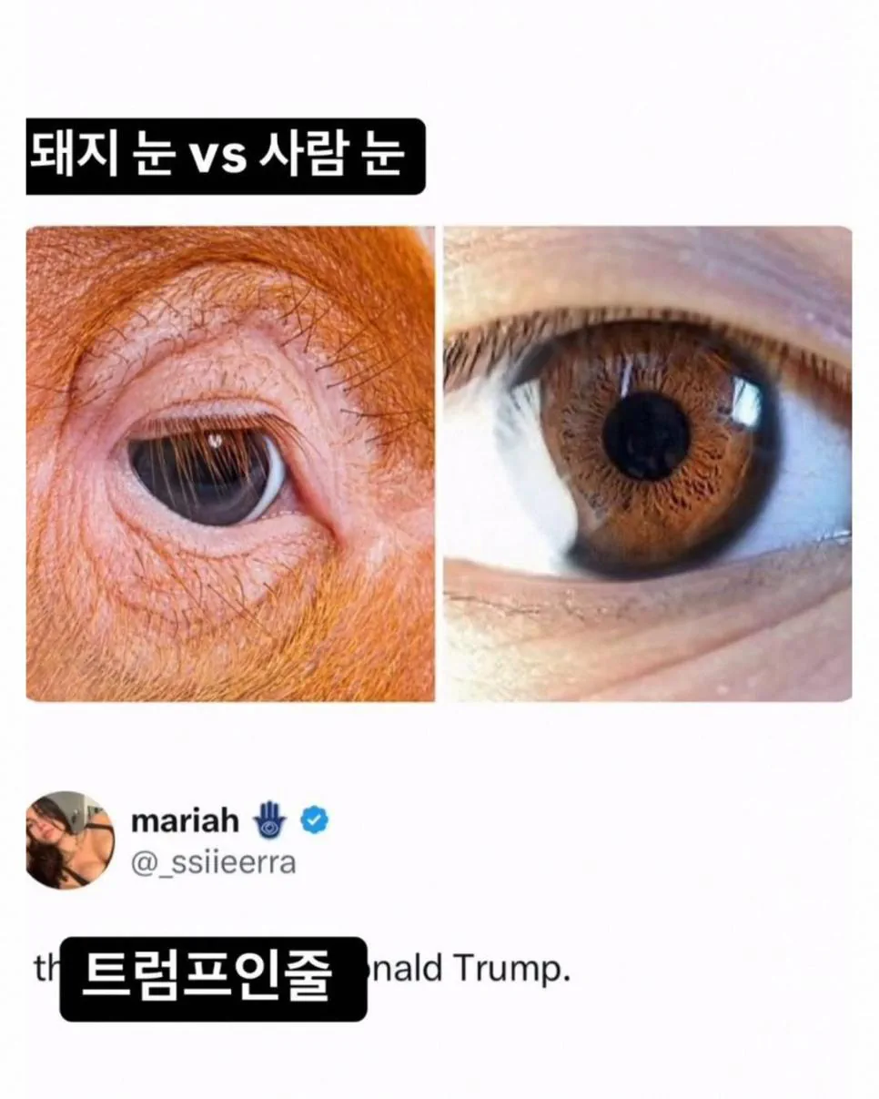 돼지 눈 VS 사람 눈