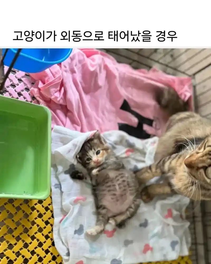 고양이가 외동으로 태어났을 경우