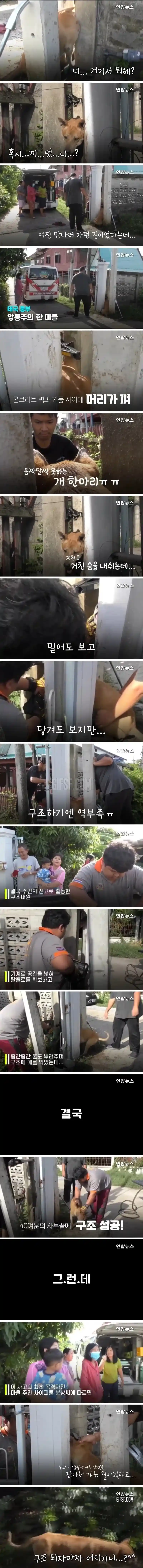 벽과 기둥사이에 끼어버린 댕댕이의 최후
