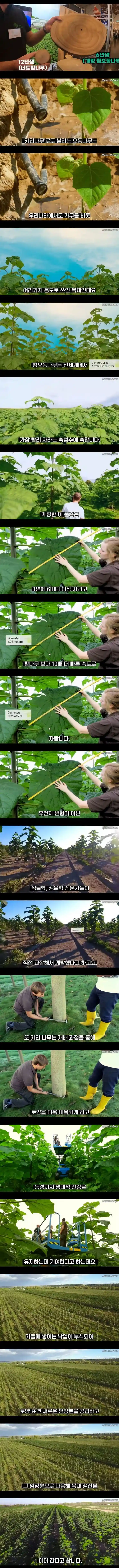 1년에 6m 자라는 나무