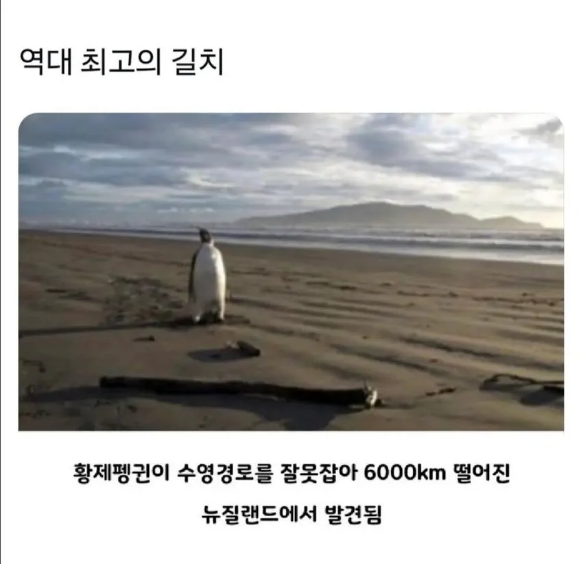 역대 최고의 길치