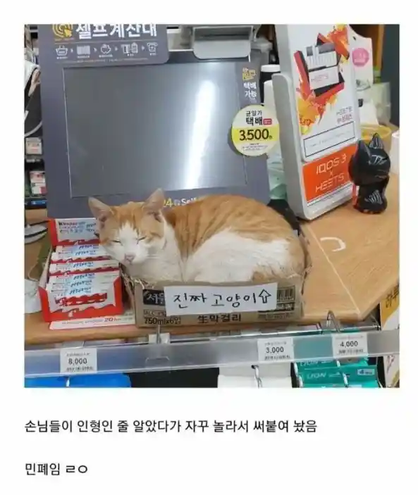손님이 인형인 줄 알아서 써붙여둠
