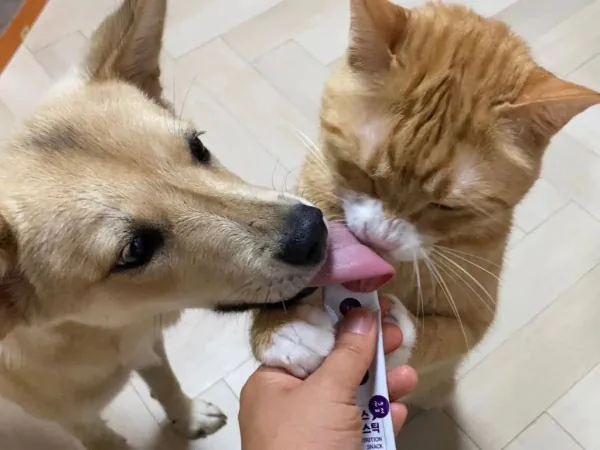 강아지와 고양이 혀 크기 차이...jpg