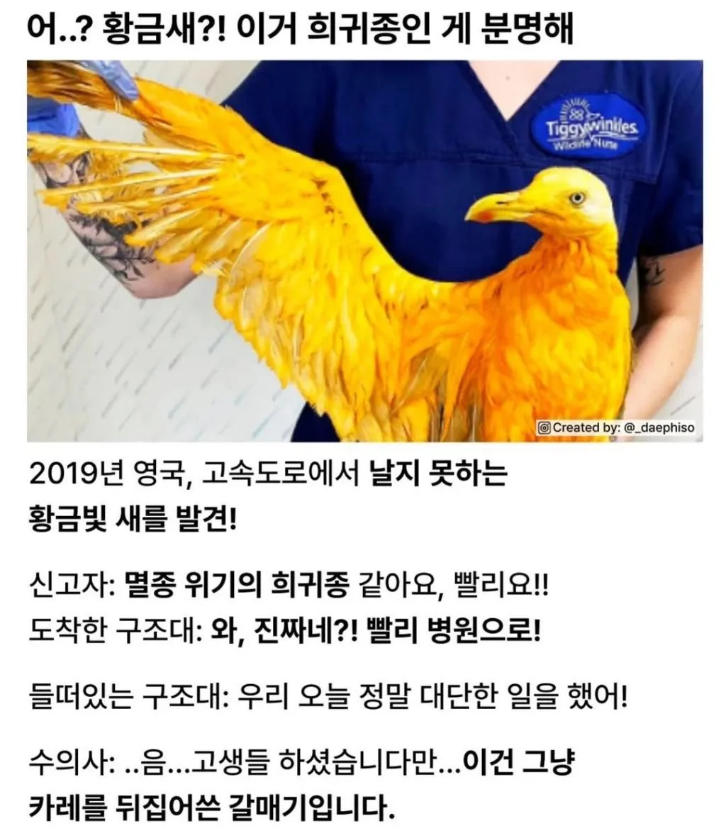 영국에서 발견된 전설의 황금새.jpg