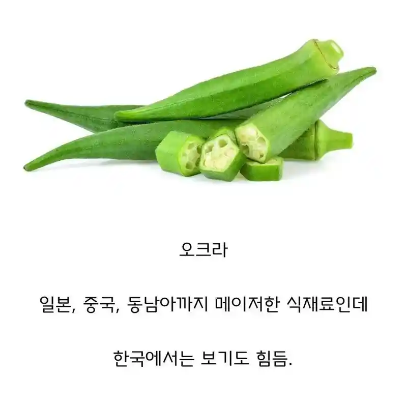 동아시아 중 한국만 거의 안 먹는 채소