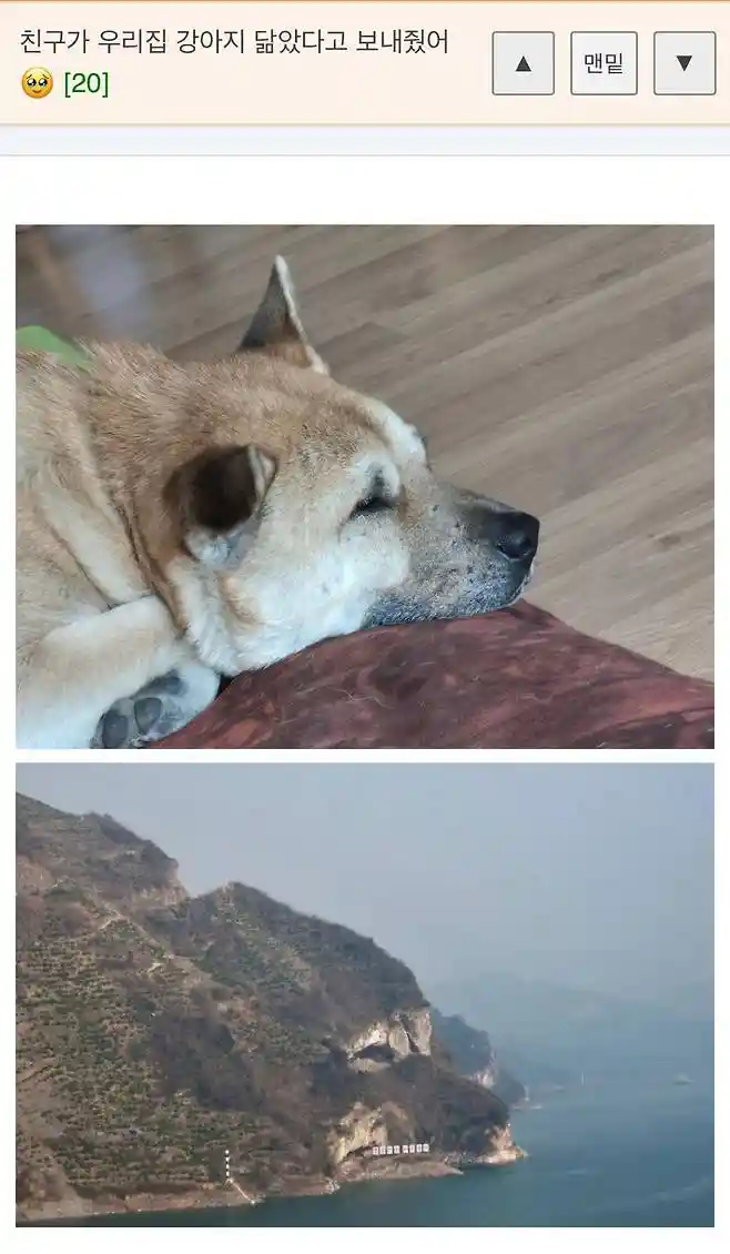 친구가 우리집 강아지 닮았다고 보내줬어