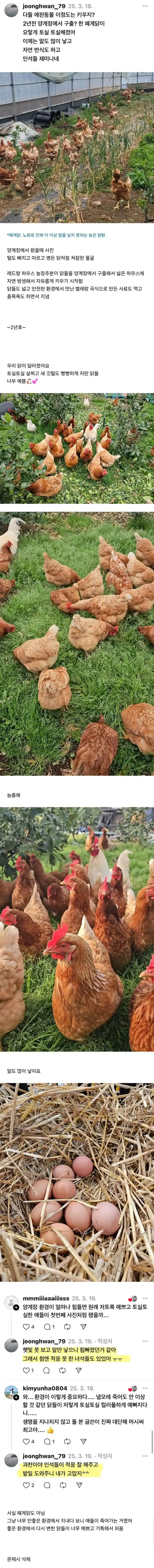 양계장에서 구출한 닭 2년 키운 결과.jpg