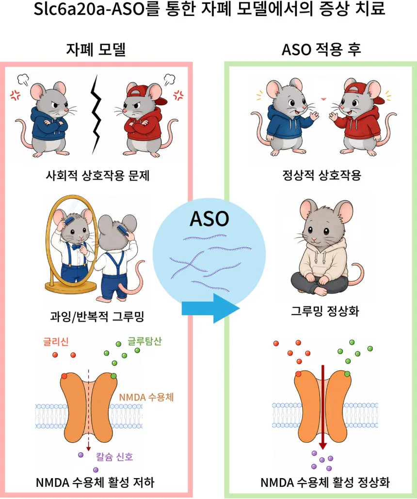 국내 연구진, ‘자폐증 핵심 증상 개선’ 뇌 물질 발견