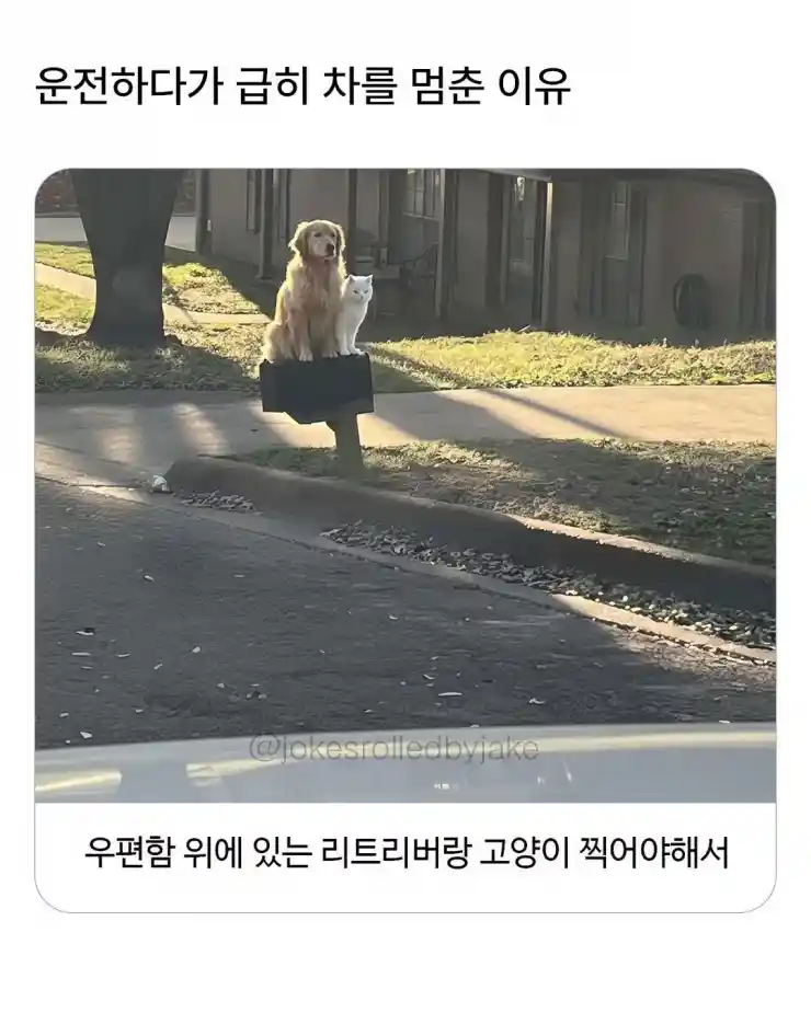 운전하다가 급히 차를 멈춘 이유