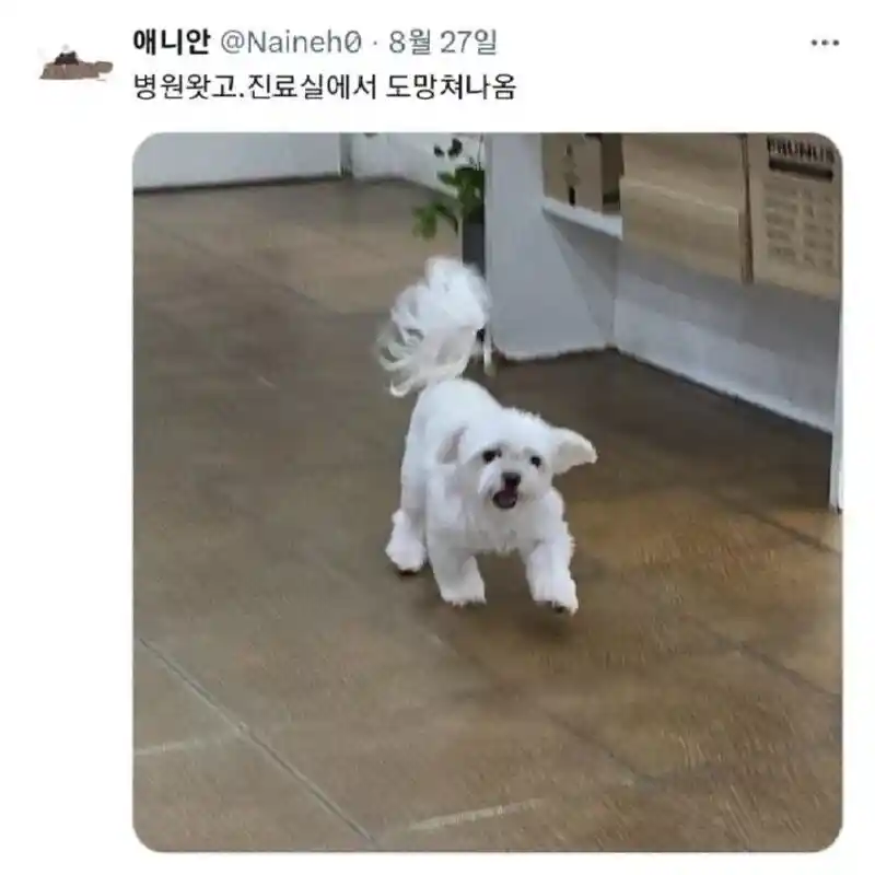 진료실에서 도망나온 댕댕이