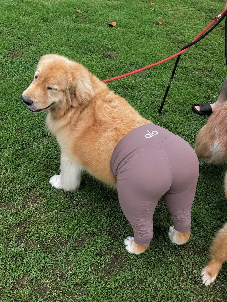 댕댕이 레깅스 핏