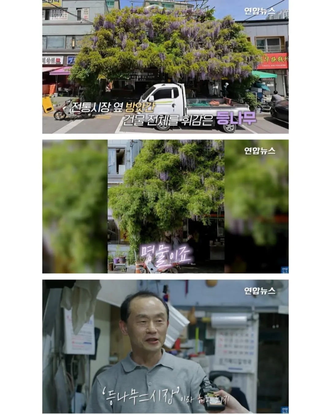 방앗간 사장님이 목숨걸고 지키는 고목나무