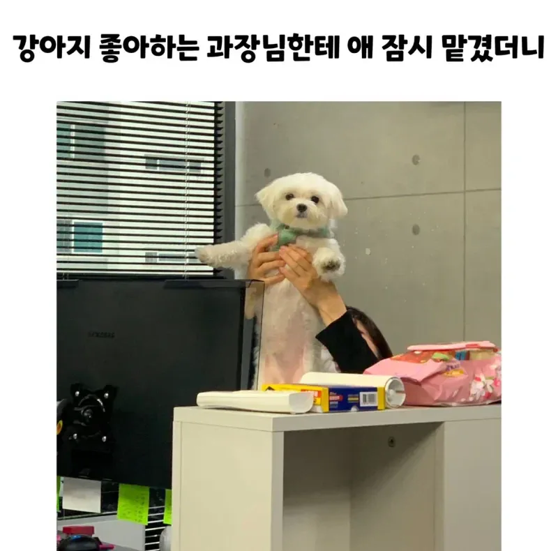 강아지 좋아하는 과장님한테 애 잠시 맡겼더니.JPG