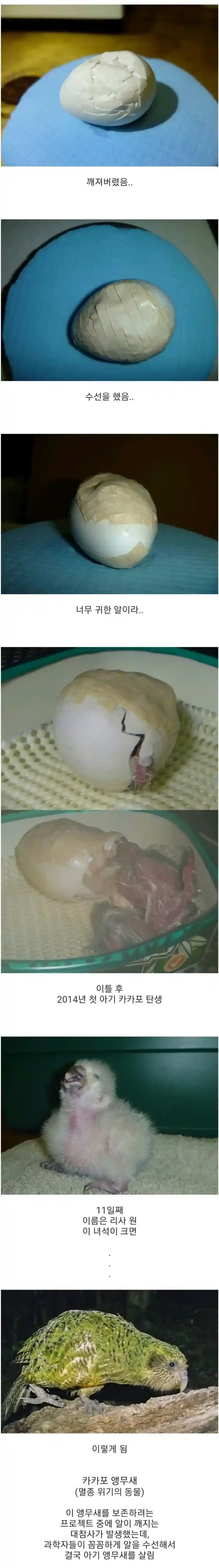 희귀종 새의 알이 깨져서 수선해서 살려냄.jpg