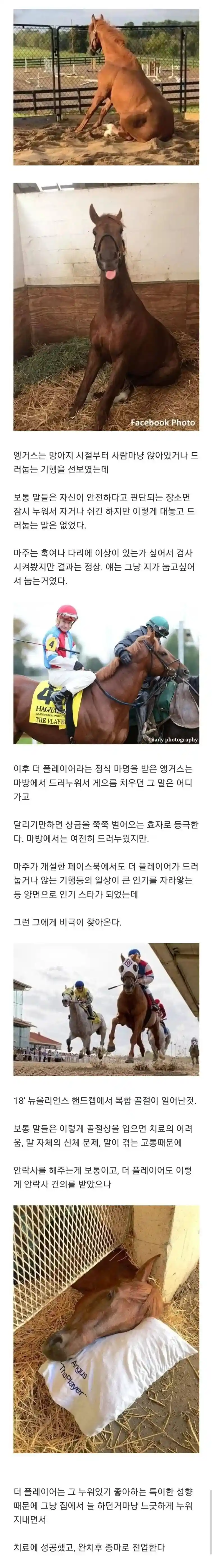 골절상을 당한 말의 최후