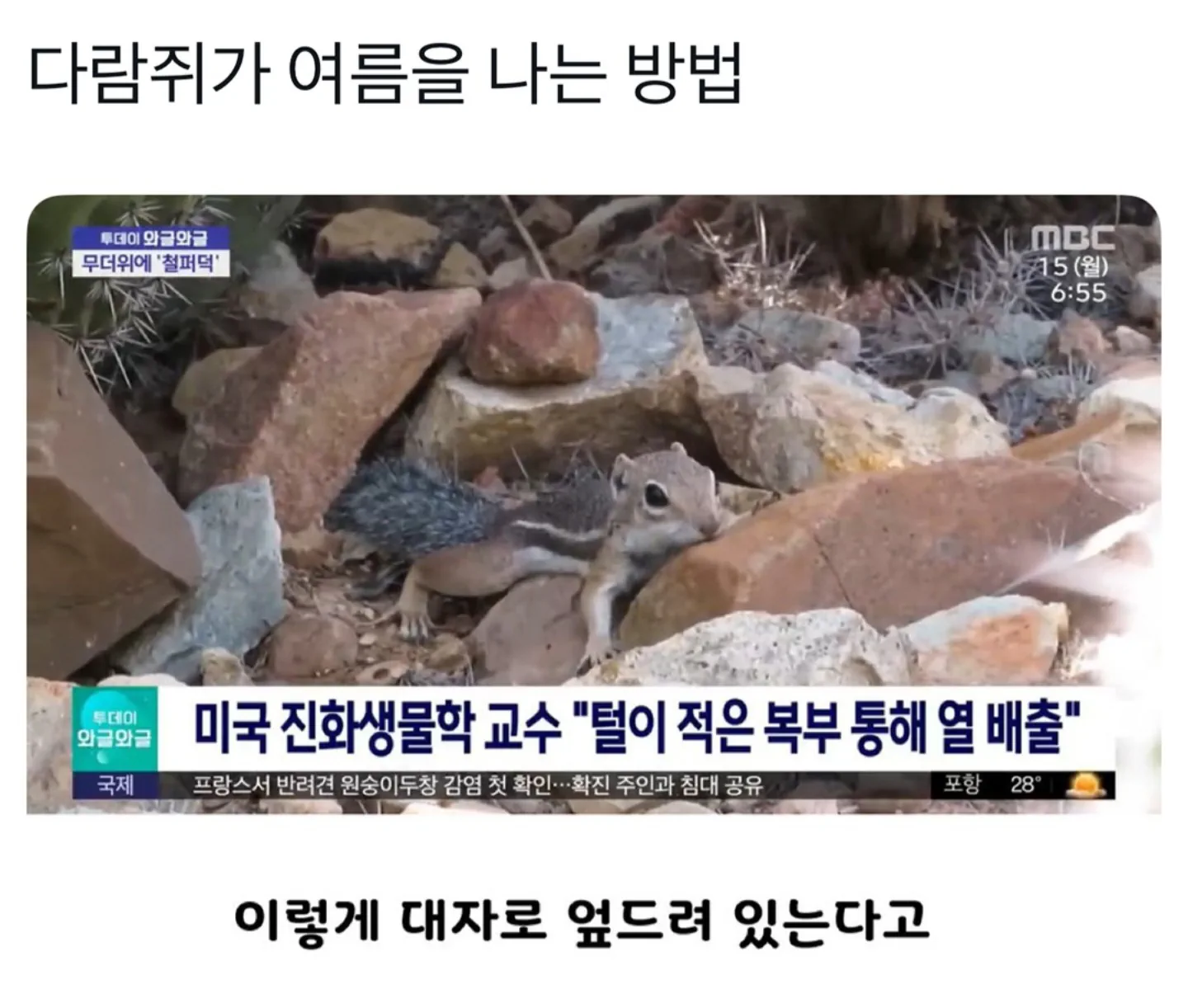 다람쥐가 여름을 보내는 방법