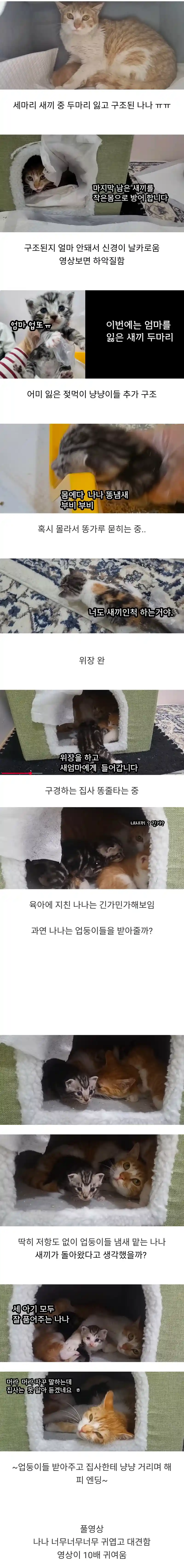 새끼 잃은 어미에게 어미 잃은 새끼를 넣어 보았다