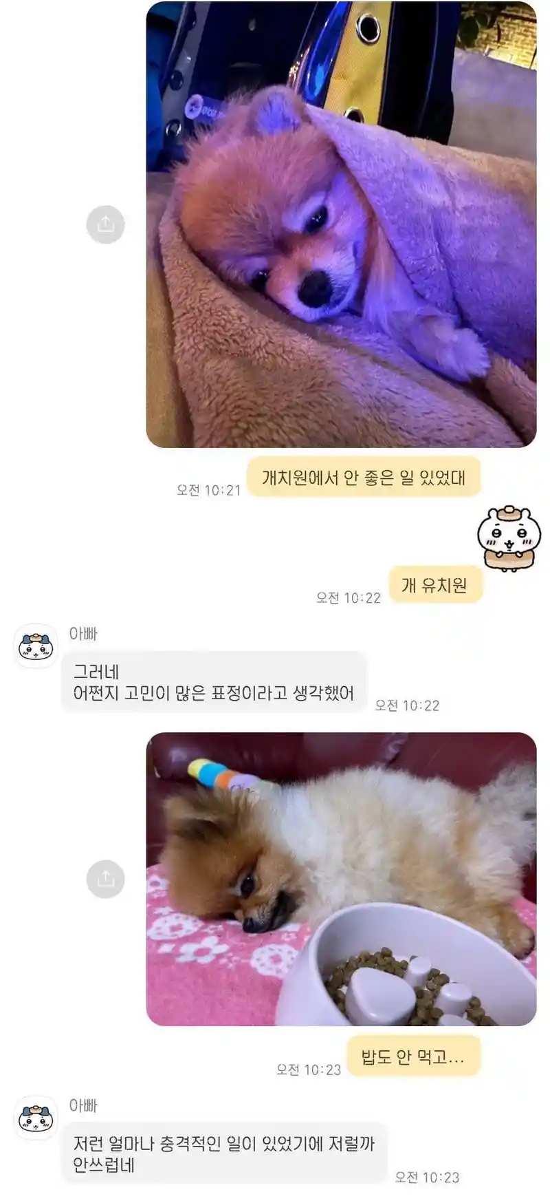 개치원에서 안 좋은 일 있었던 강아지