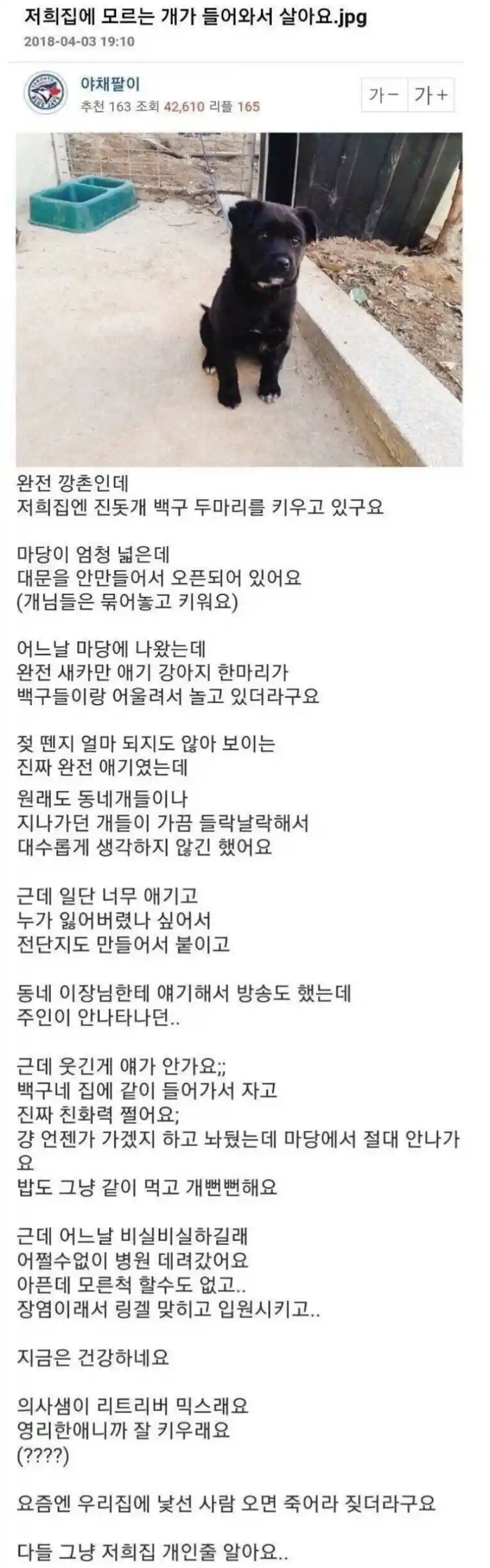 집에 모르는 개가 들어와서 살아요