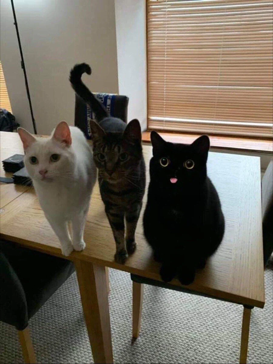 그림체가 다른 고양이.jpg