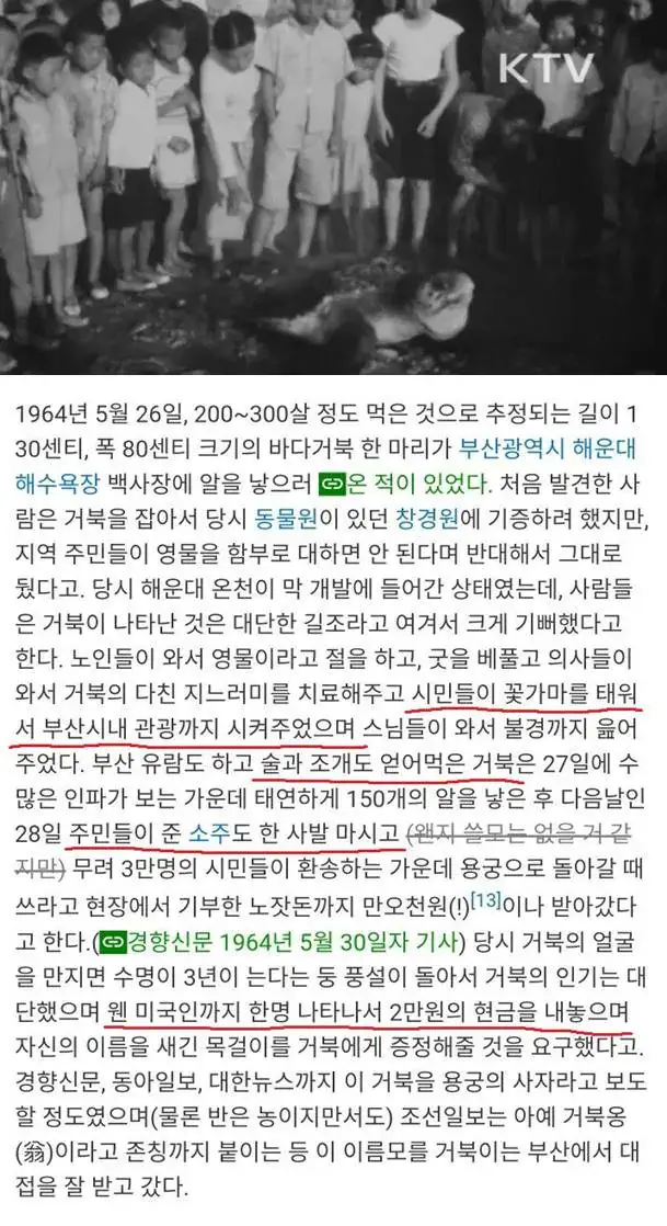 해운대에서 소주 얻어먹은 바다거북