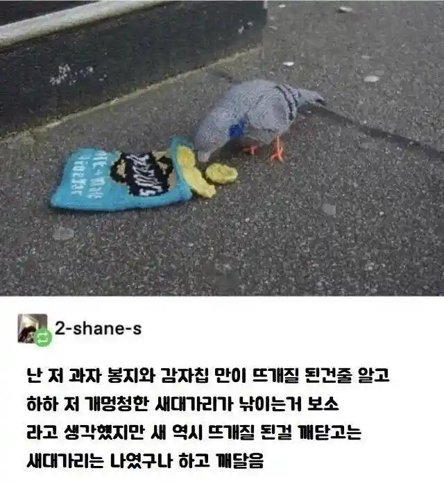뜨개질된 감자칩 먹으려는 비둘기